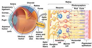Structure of the vertebrate eye and retina