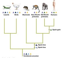 Evolution of opsins and color vision in vertebrates