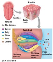 Taste bud structure and taste modalities