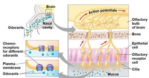 Olfactory system structure and function
