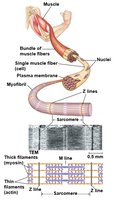 Skeletal muscle structure and sarcomere organization