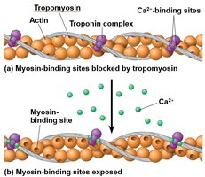 Role of calcium and regulatory proteins in muscle contraction
