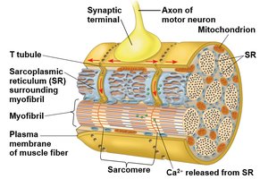 Excitation-contraction coupling in muscle fibers