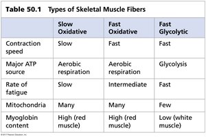 Table of skeletal muscle fiber types
