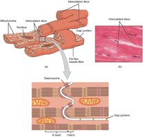 Cardiac muscle structure