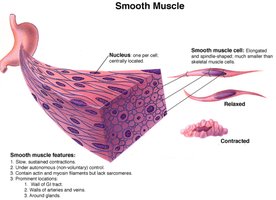 Smooth muscle structure