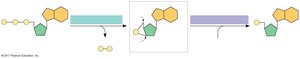 cAMP synthesis and breakdown