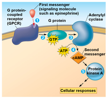 cAMP pathway and protein kinase A activation