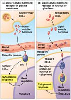 Overview of the three stages of cell signaling