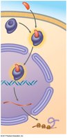 Intracellular receptor mechanism
