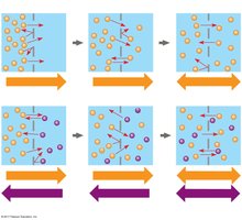 Diffusion of solutes across a membrane