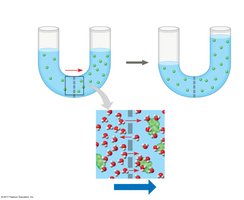 Osmosis across a selectively permeable membrane