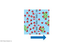 Water molecules moving through membrane pores during osmosis