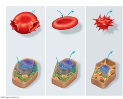 Effects of hypotonic, isotonic, and hypertonic solutions on animal and plant cells