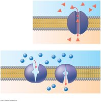 Channel and carrier proteins in facilitated diffusion