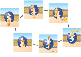 Sodium-potassium pump mechanism