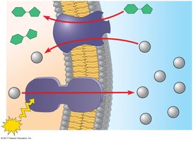 Cotransport of H+ and sucrose