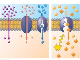 Comparison of passive and active transport