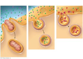 Phagocytosis, pinocytosis, and receptor-mediated endocytosis
