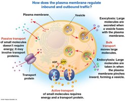 Overview of plasma membrane transport mechanisms