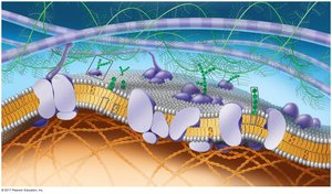 Diagram of plasma membrane structure showing proteins, lipids, and carbohydrates