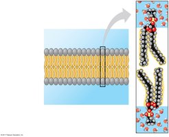 Phospholipid bilayer with hydrophilic heads and hydrophobic tails