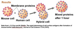 Experiment showing mixing of membrane proteins in hybrid cells