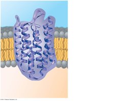 Integral protein embedded in the membrane