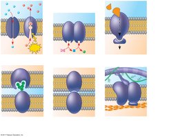 Various functions of membrane proteins