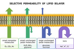 Selective permeability of lipid bilayer
