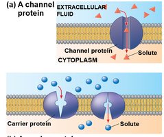 Channel and carrier proteins facilitating transport