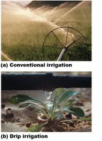 Conventional vs. drip irrigation