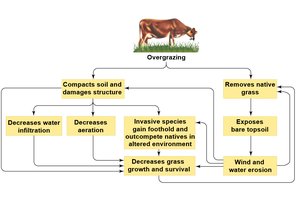 Consequences of overgrazing