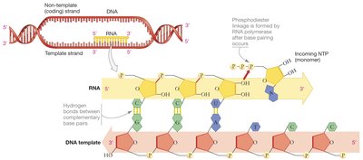 RNA synthesis from DNA template strand