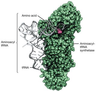 Aminoacyl-tRNA synthetase coupling amino acid to tRNA
