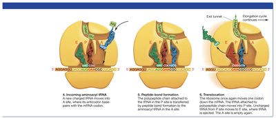Elongation phase of translation, part 2