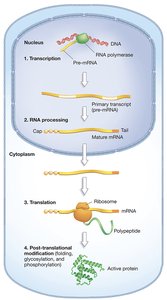 Major steps of gene expression in eukaryotic cell
