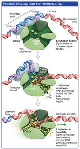 Initiating transcription in bacteria