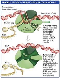 Ending transcription in bacteria via hairpin loop