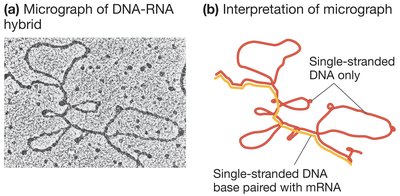DNA-RNA hybrid showing introns and exons