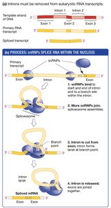 RNA splicing process in eukaryotes