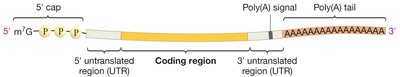 Structure of mature mRNA with cap and tail