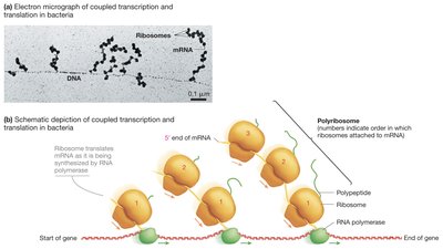 Coupled transcription and translation in bacteria