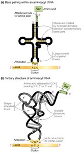 Structure of aminoacyl tRNA