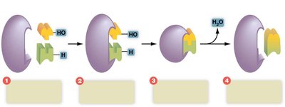 Enzyme participation in dehydration synthesis reaction