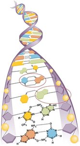 Structure of DNA