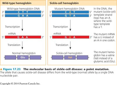 Molecular basis of sickle-cell disease: comparison of wild-type and mutant hemoglobin DNA, mRNA, and protein