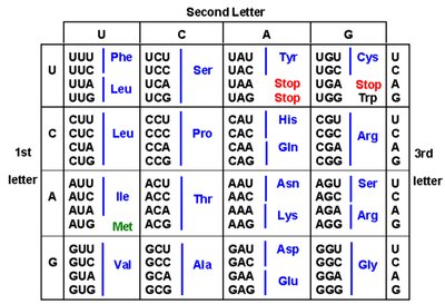 Genetic code table showing codons and corresponding amino acids
