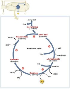 Diagram of the Citric Acid Cycle (Krebs Cycle)
