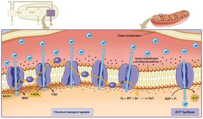 Diagram of the Electron Transport System in the mitochondrion
